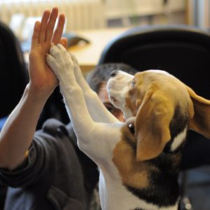 wollongong's premier dog trainer